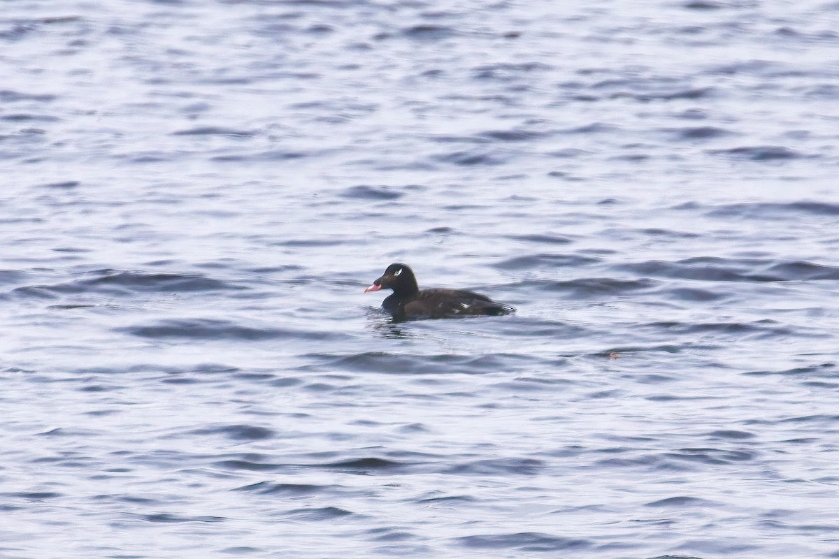 White-winged Scoter - ML645230238