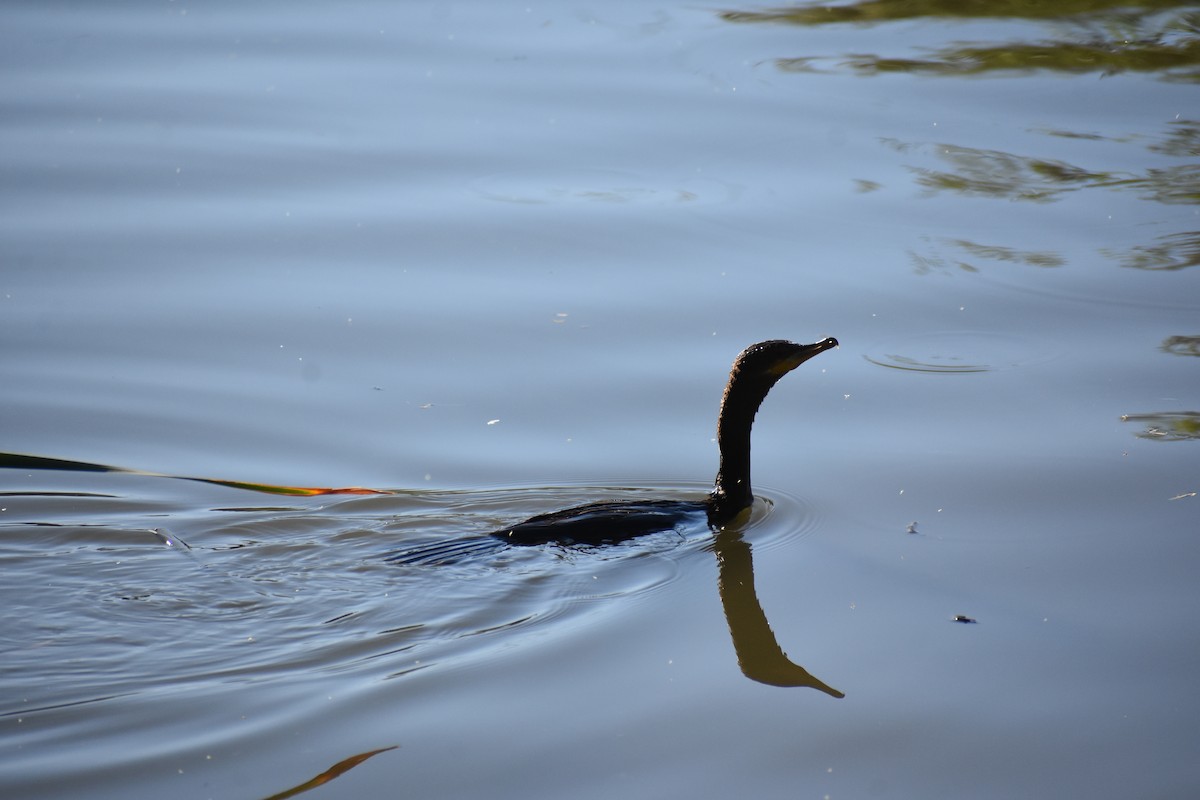 Ohrenscharbe - ML645230242