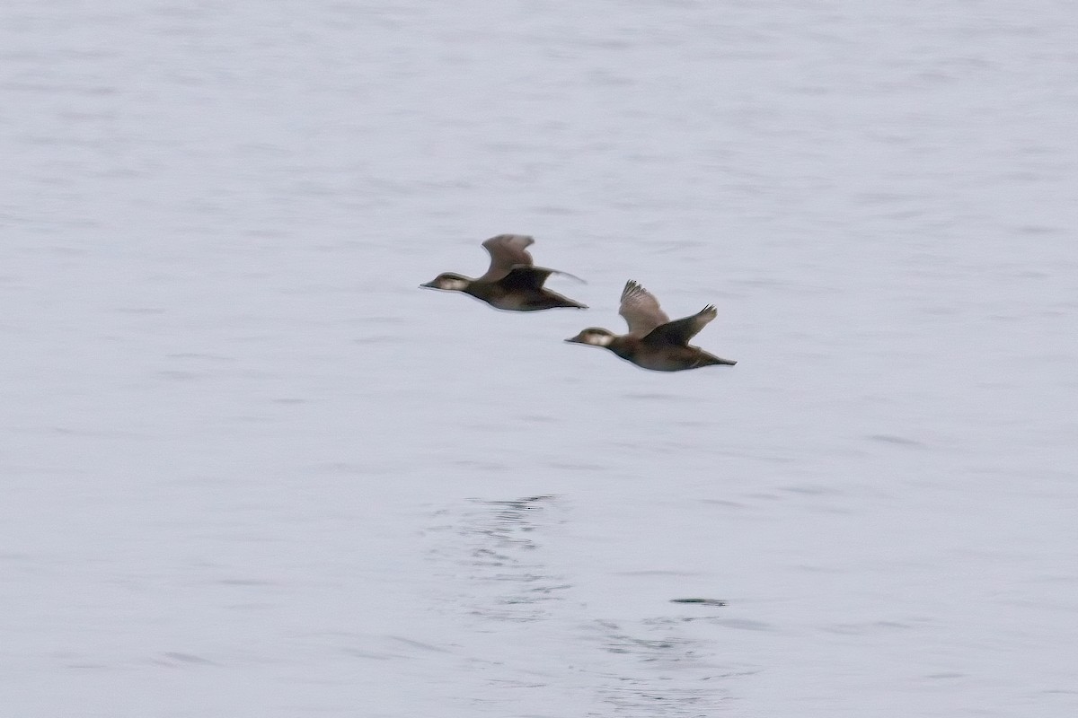 Black Scoter - ML645230244