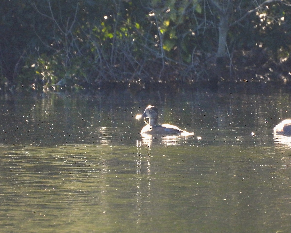Porrón Acollarado - ML645230258