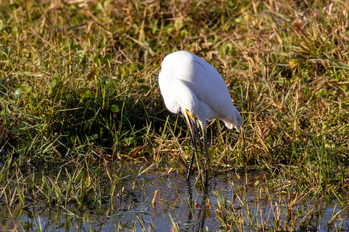 Snowy Egret - ML645230262