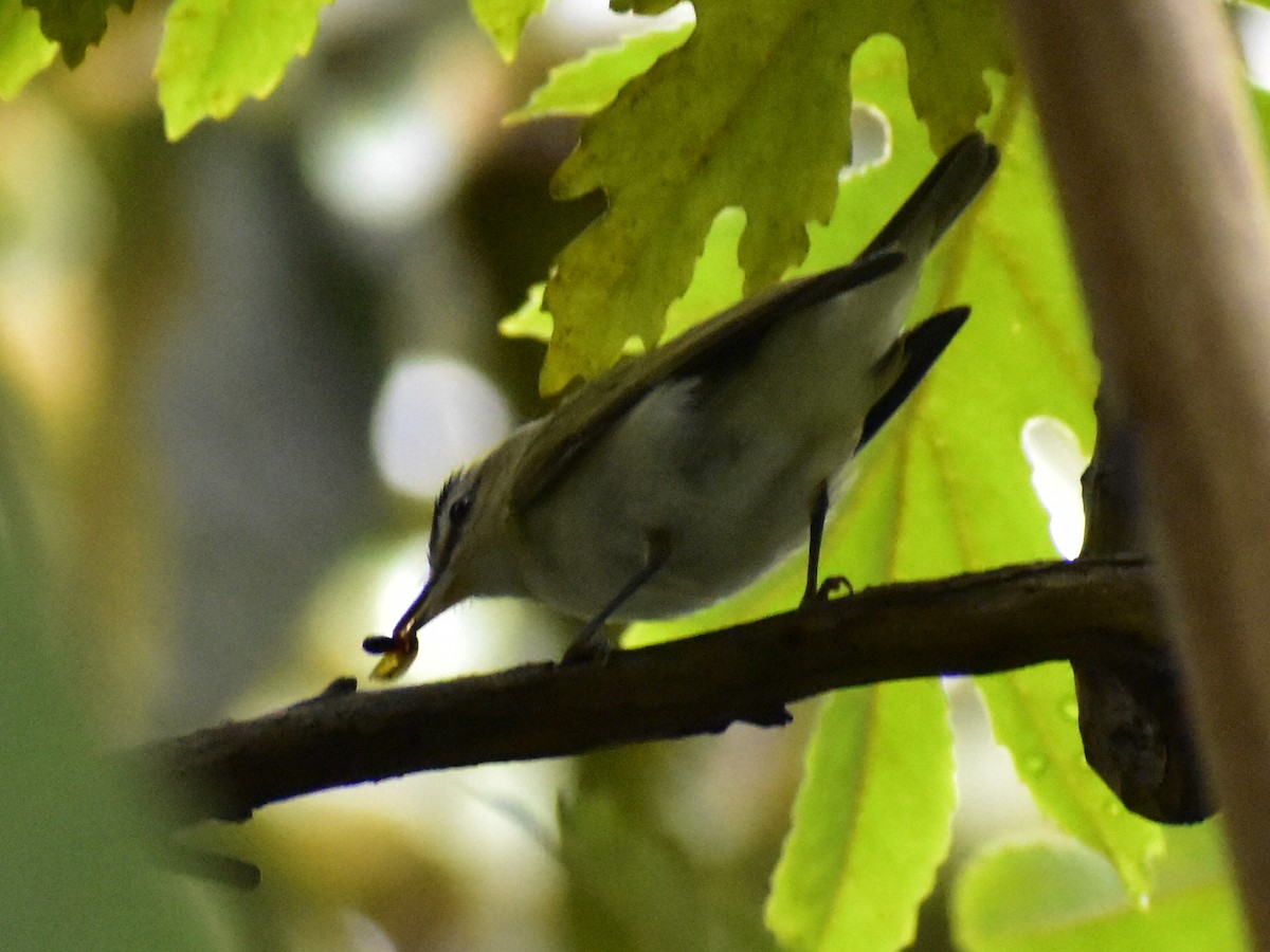 アカメモズモドキ - ML645230272