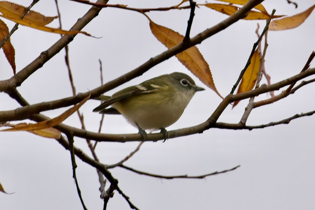 Blue-headed Vireo - ML645230275