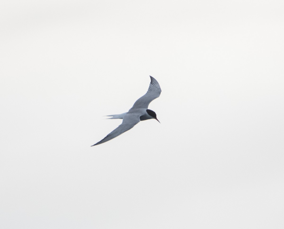 Common Tern - ML645230276