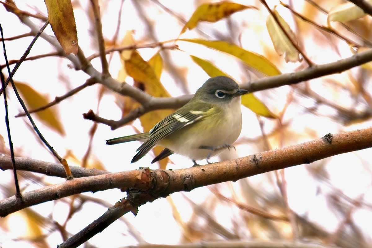 Blue-headed Vireo - ML645230277