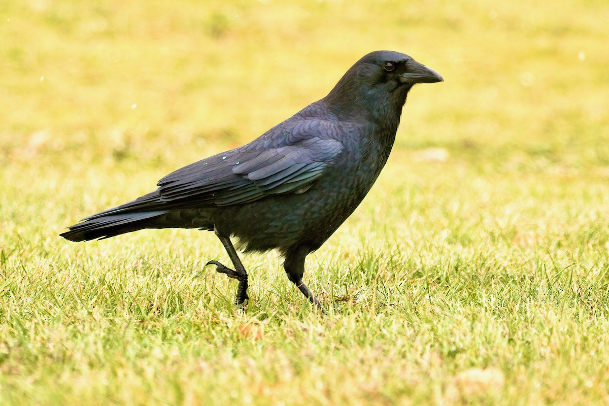 American Crow - ML645230280