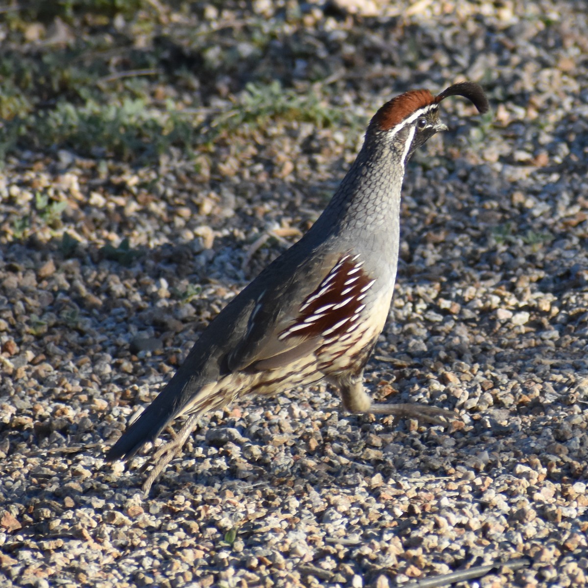 Helmwachtel - ML645230281