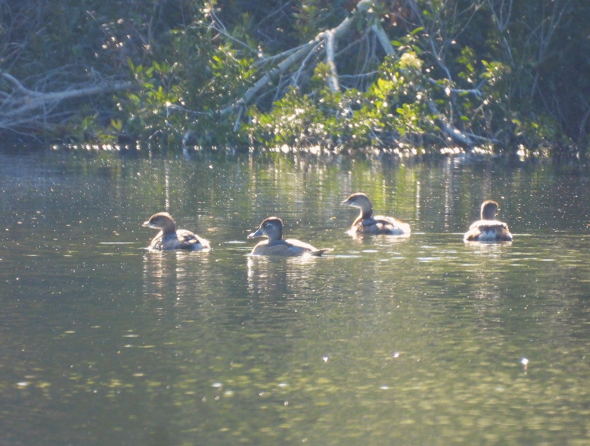 Porrón Acollarado - ML645230291