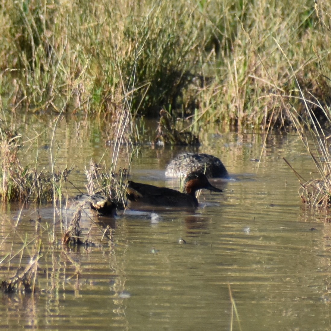 Krickente - ML645230294