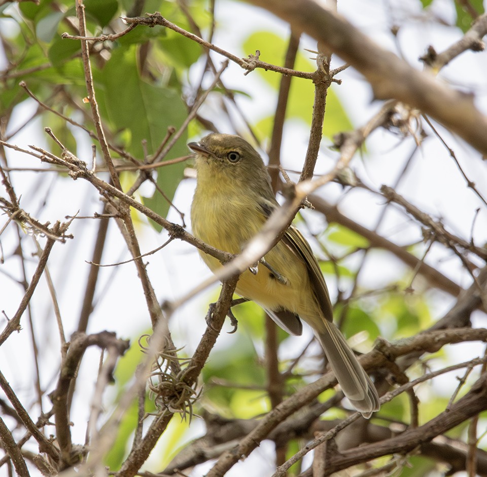 Flat-billed Vireo - ML645230306
