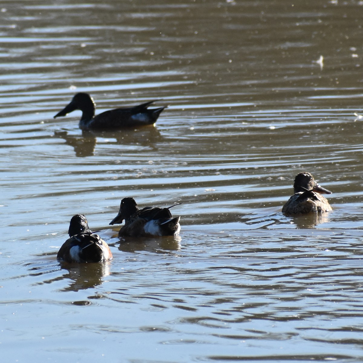 Löffelente - ML645230310