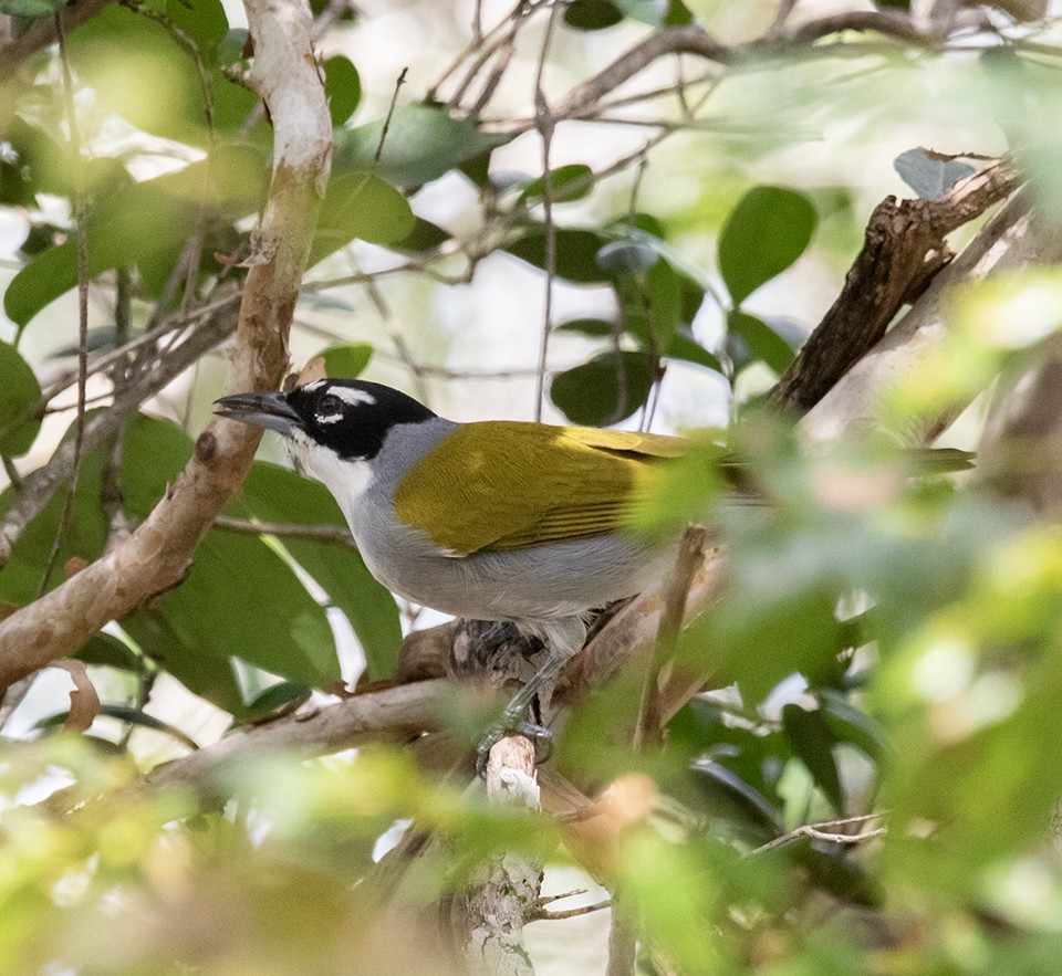 Пальмагра чорноголова - ML645230315