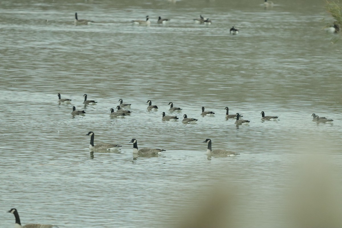 berneška malá - ML645230322