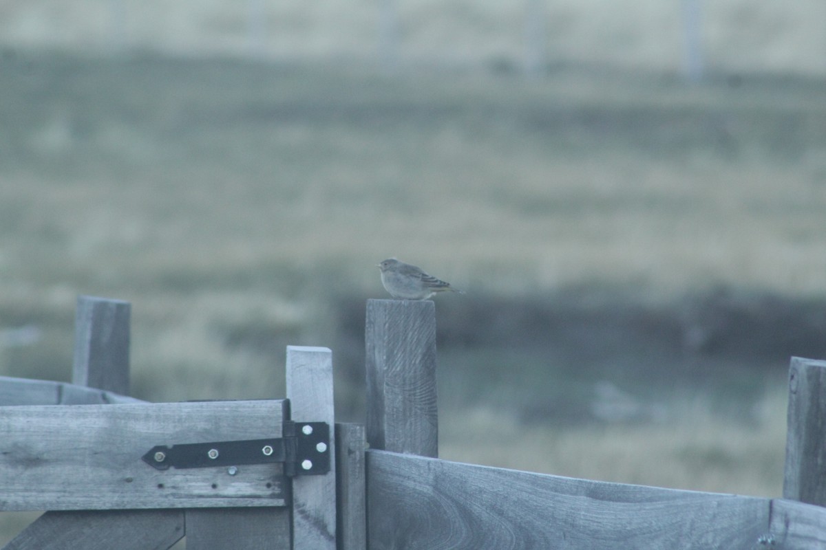 Greater Yellow-Finch - ML645230323