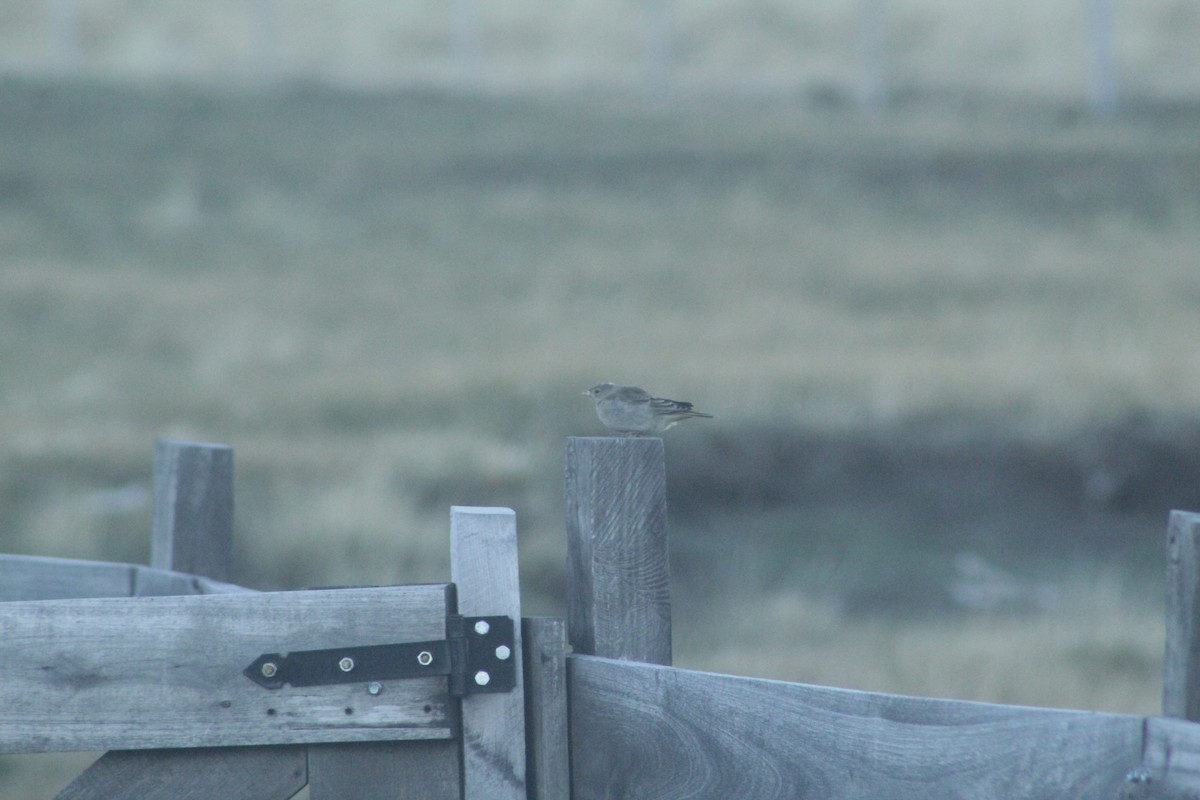 Greater Yellow-Finch - ML645230324