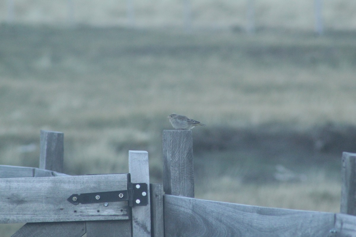 Greater Yellow-Finch - ML645230325