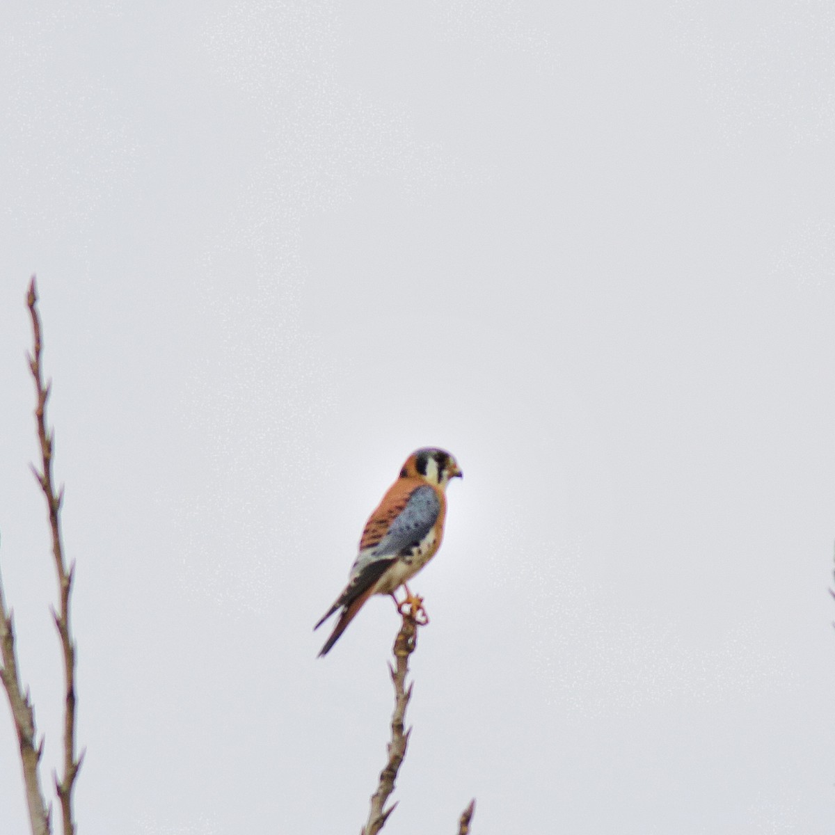 American Kestrel - ML645230332