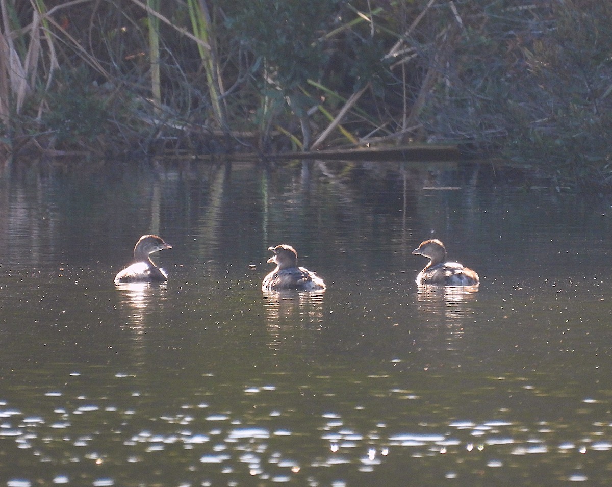 Zampullín Picogrueso - ML645230340