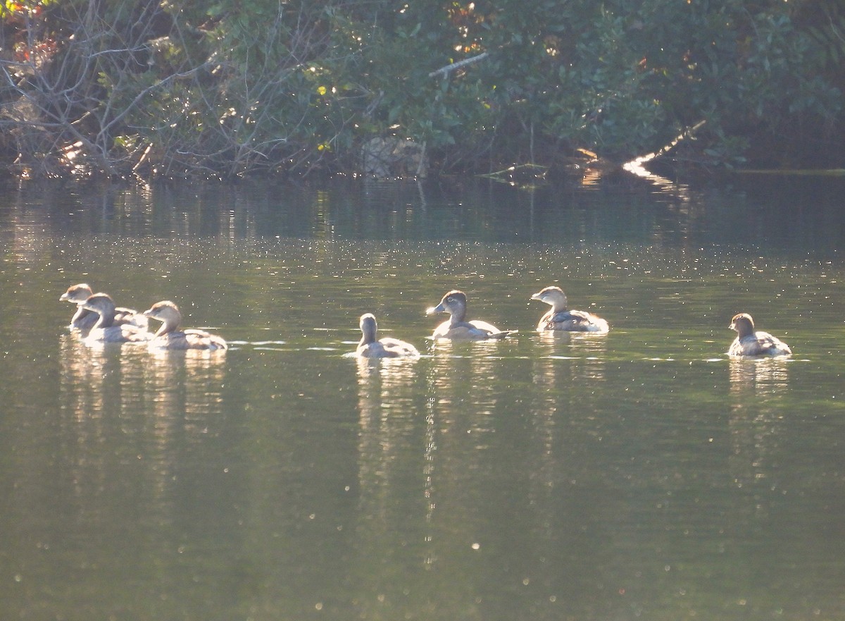 Zampullín Picogrueso - ML645230341