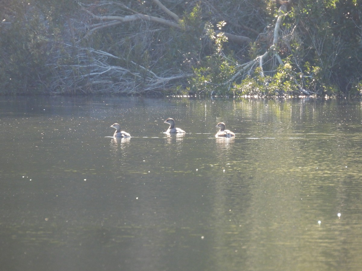 Zampullín Picogrueso - ML645230342