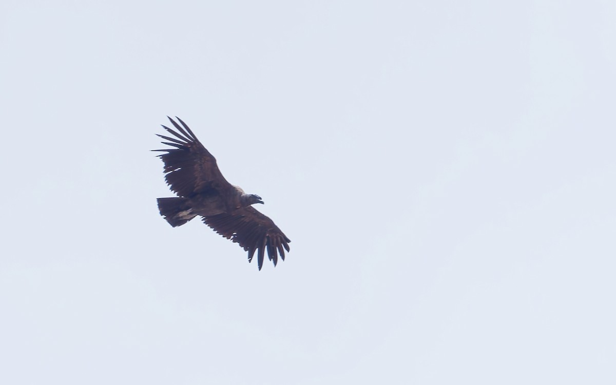 コンドル - ML645230359