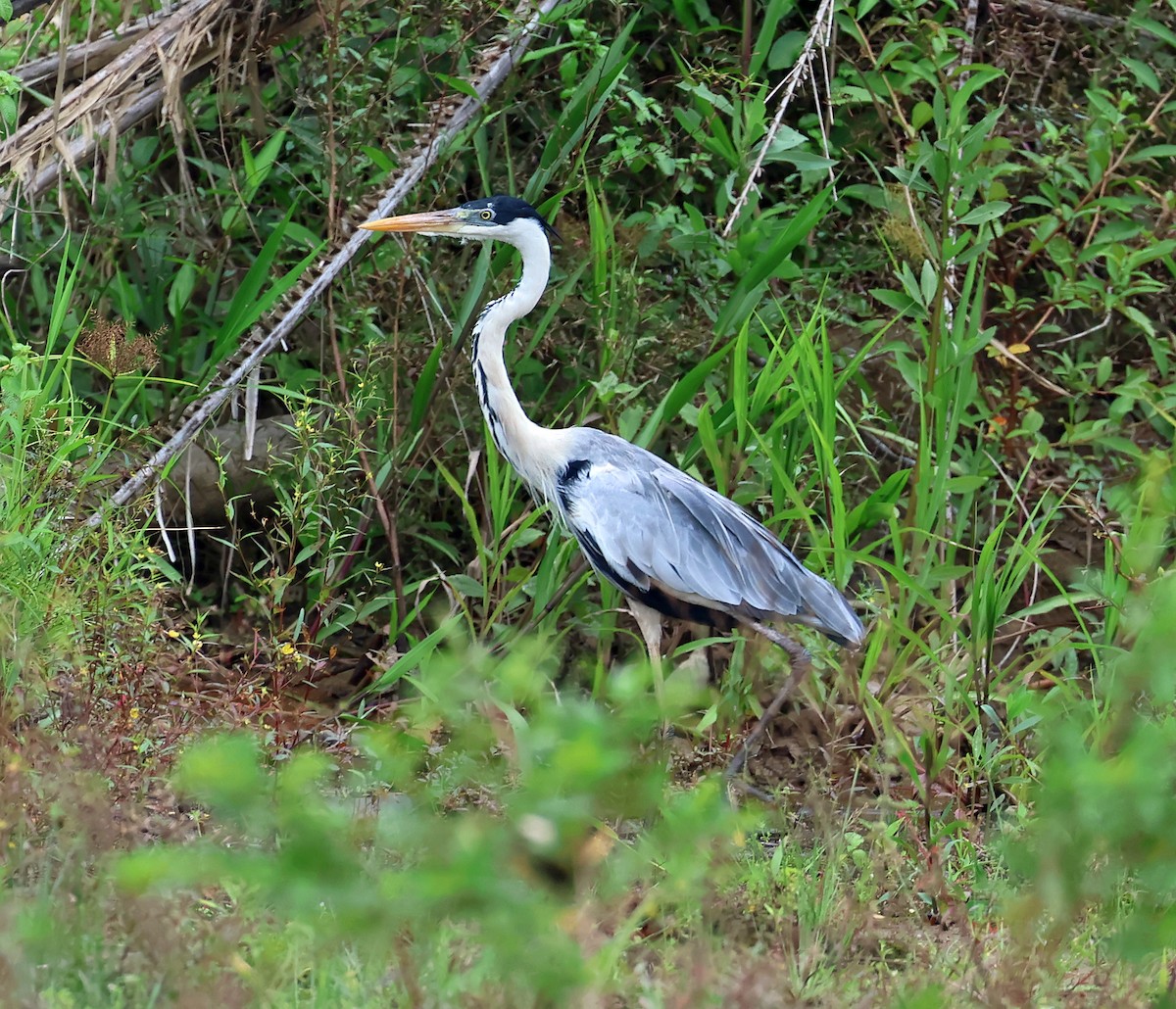 Cocoi Heron - ML645230363