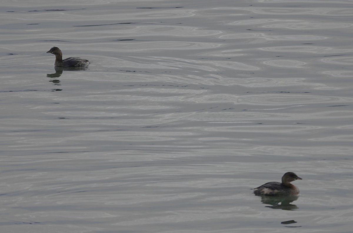 potápka americká - ML645230372