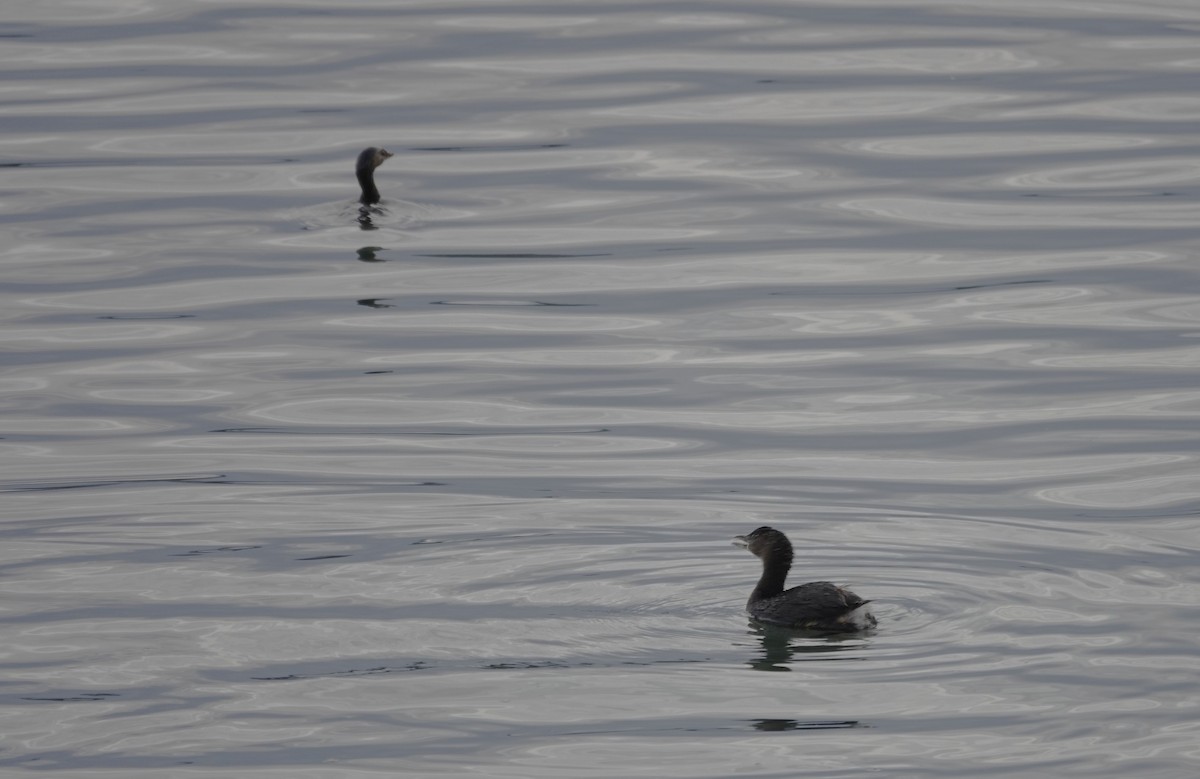 potápka americká - ML645230373