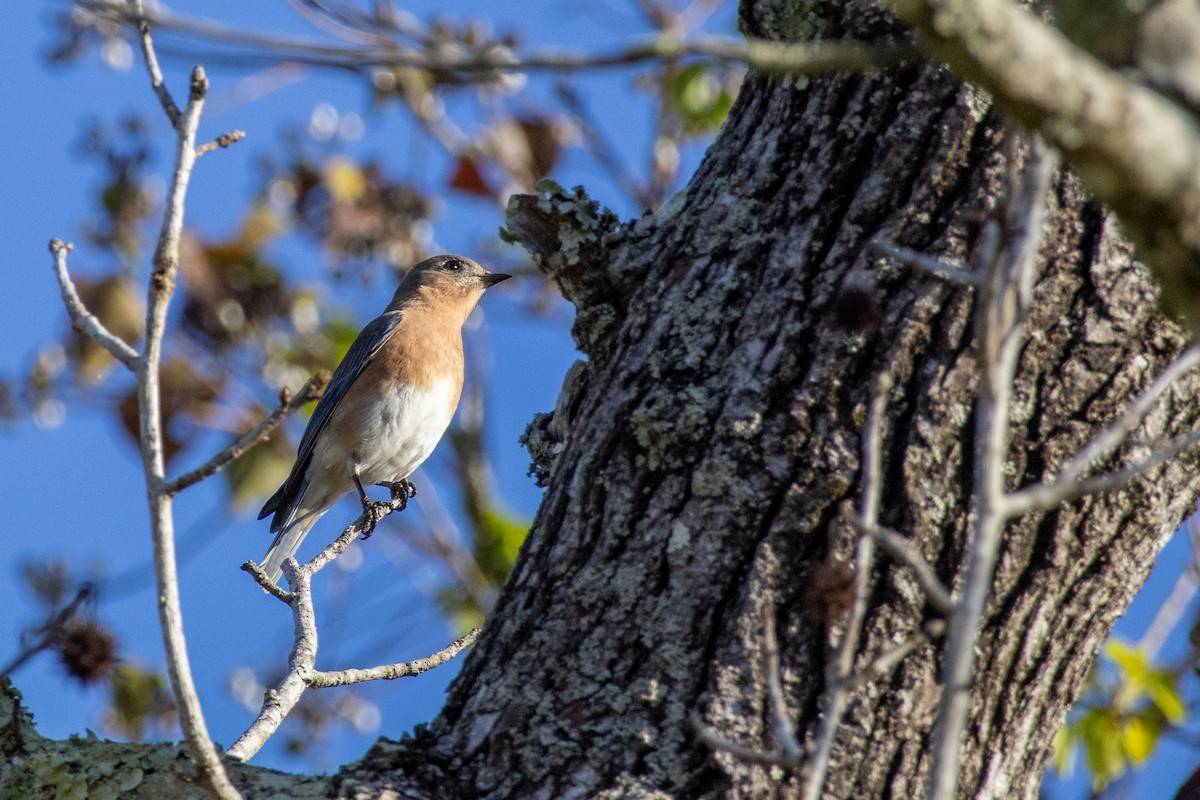 Eastern Bluebird - ML645230380