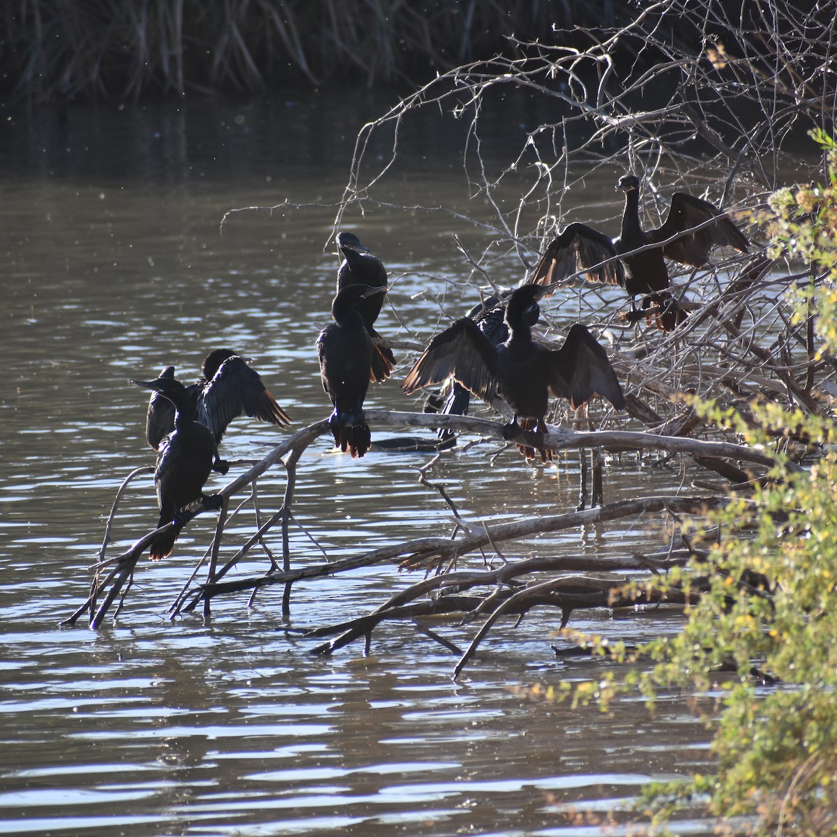 Humboldtscharbe - ML645230412