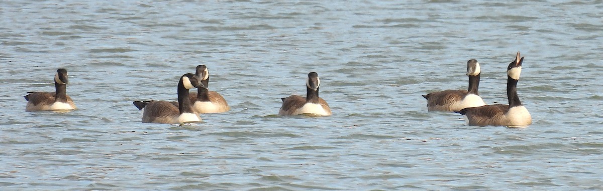 Kanadagans - ML645230442