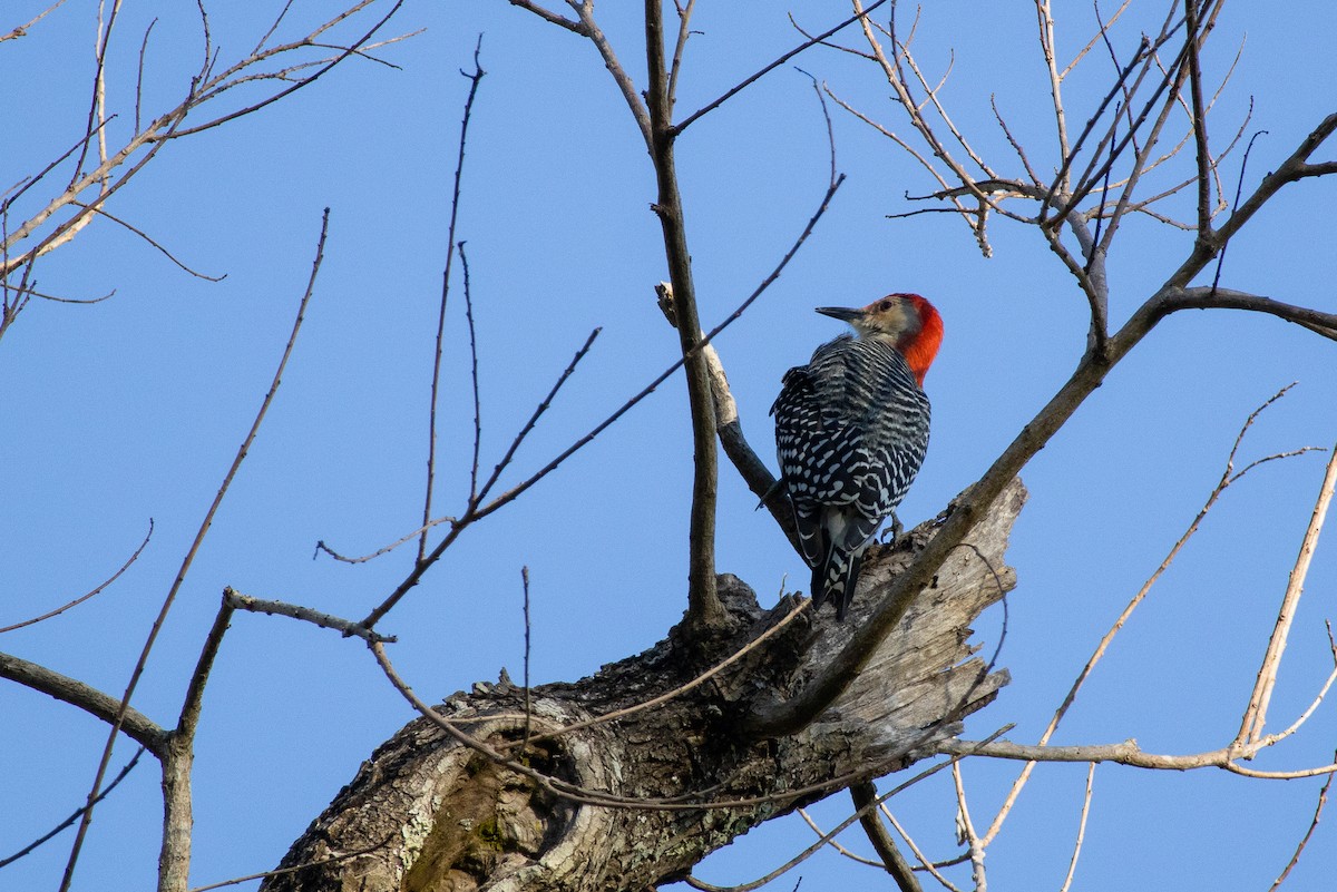 Red-bellied Woodpecker - ML645230443