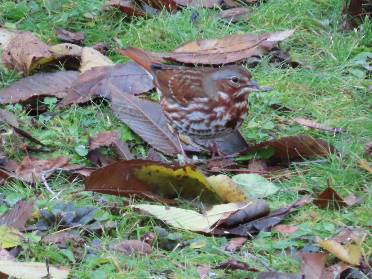 Fox Sparrow - ML645230449