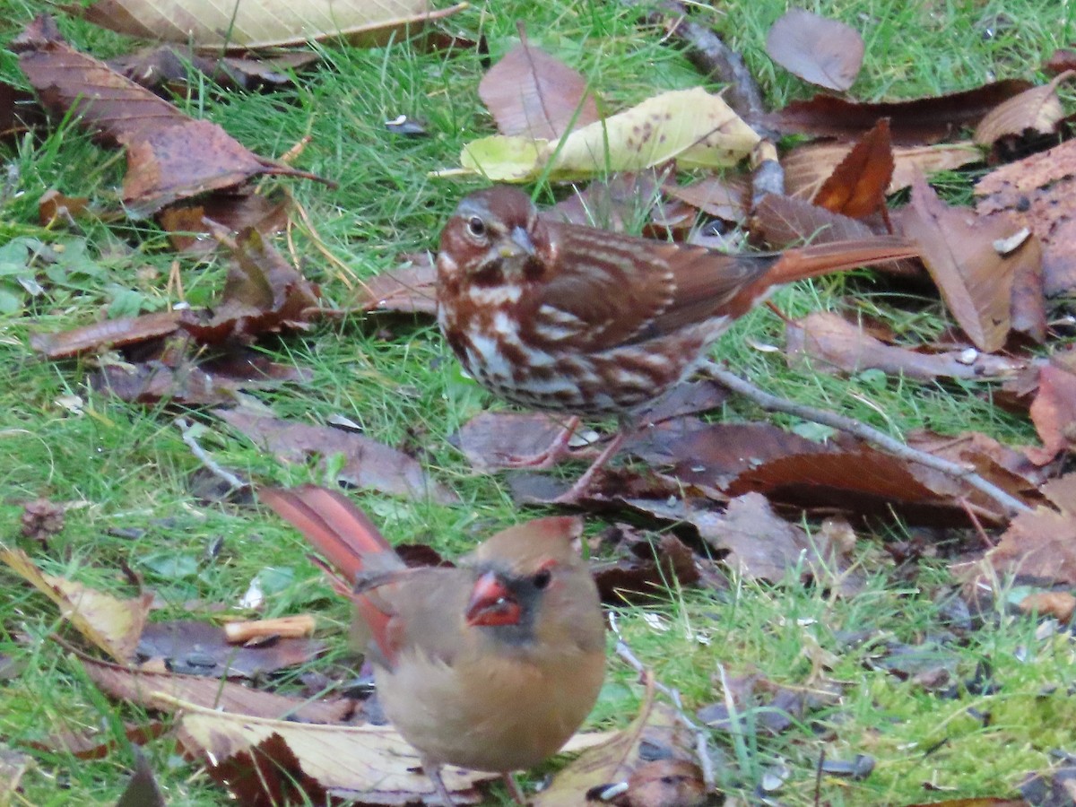 Fox Sparrow - ML645230450
