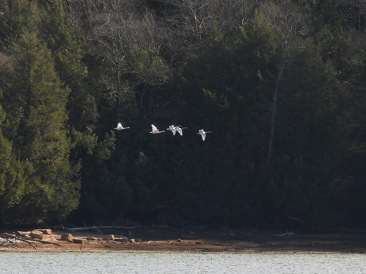 Zwergschwan - ML645230472