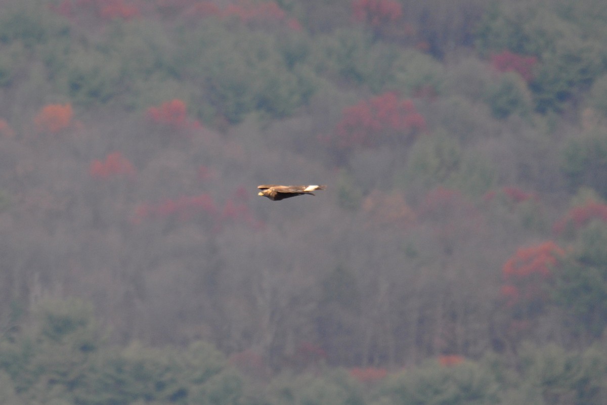 Golden Eagle - ML645230475