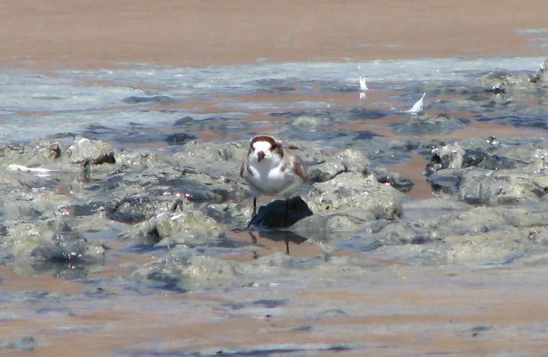 Пісочник степовий - ML645230485