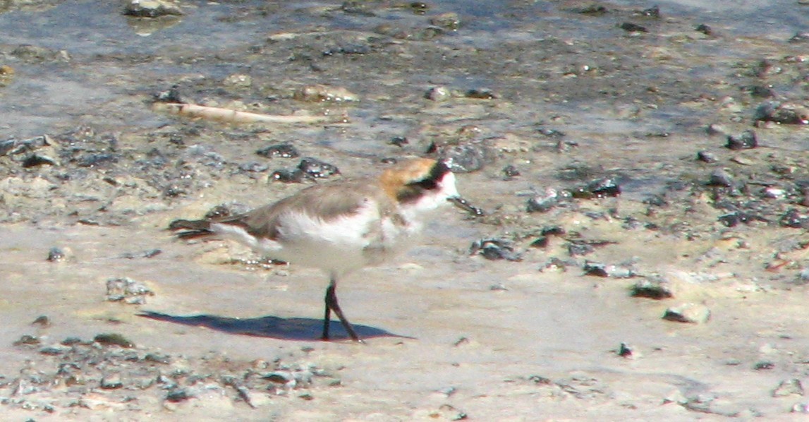 Пісочник степовий - ML645230486