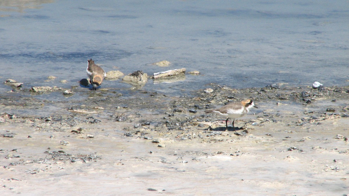 Пісочник степовий - ML645230487
