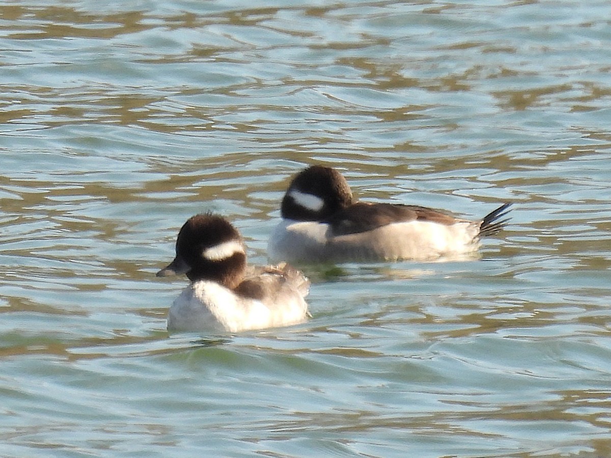 Büffelkopfente - ML645230496