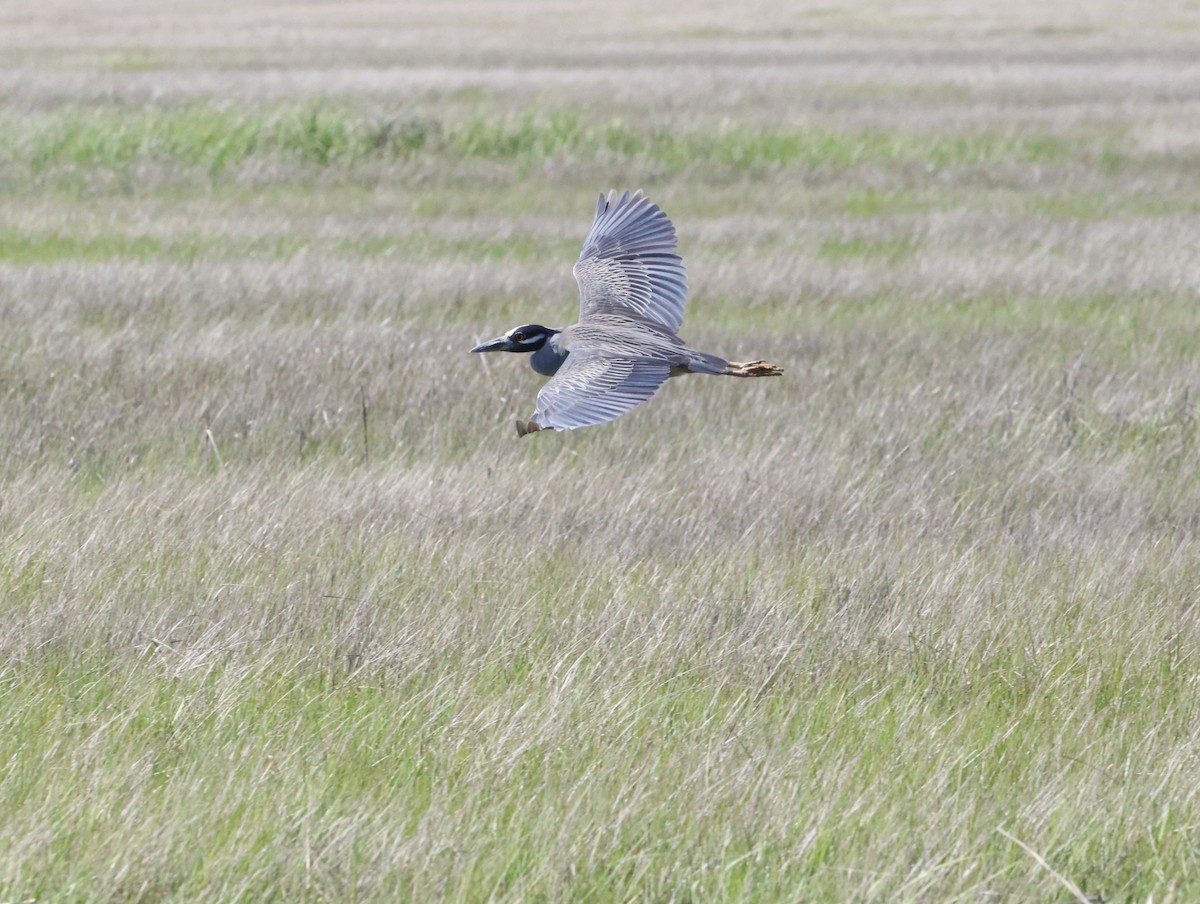 Квак чорногорлий - ML645230497