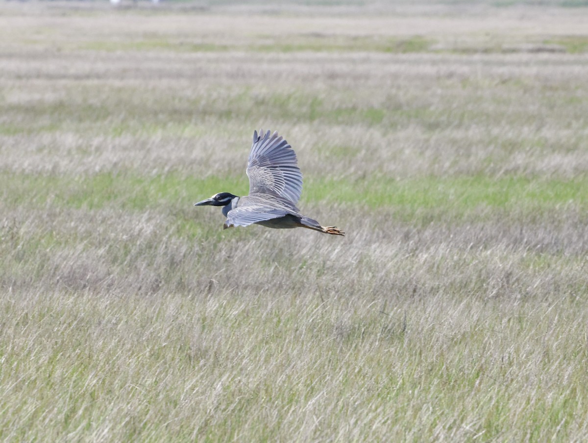 Квак чорногорлий - ML645230498