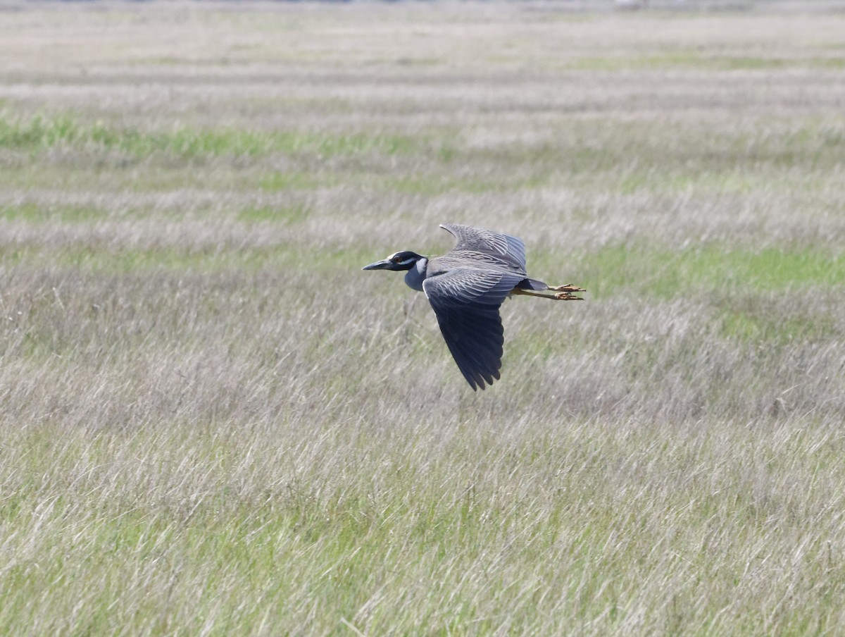 Квак чорногорлий - ML645230499