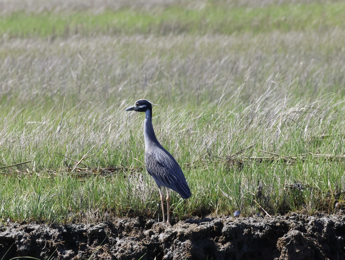 Квак чорногорлий - ML645230500