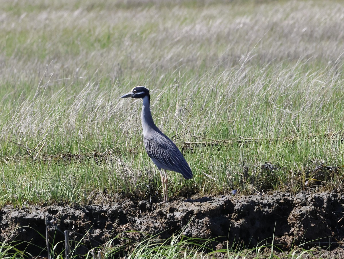 Квак чорногорлий - ML645230501