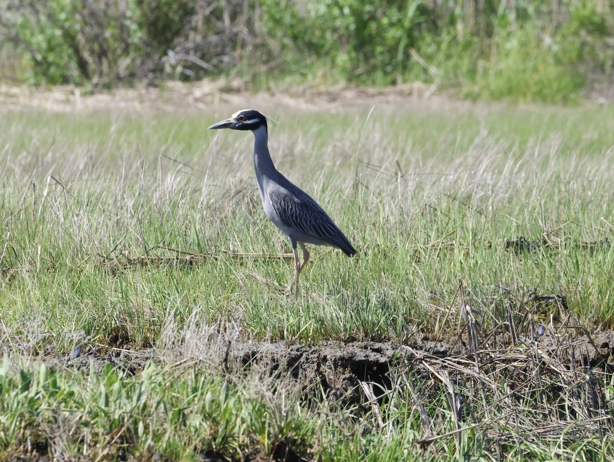 Квак чорногорлий - ML645230502