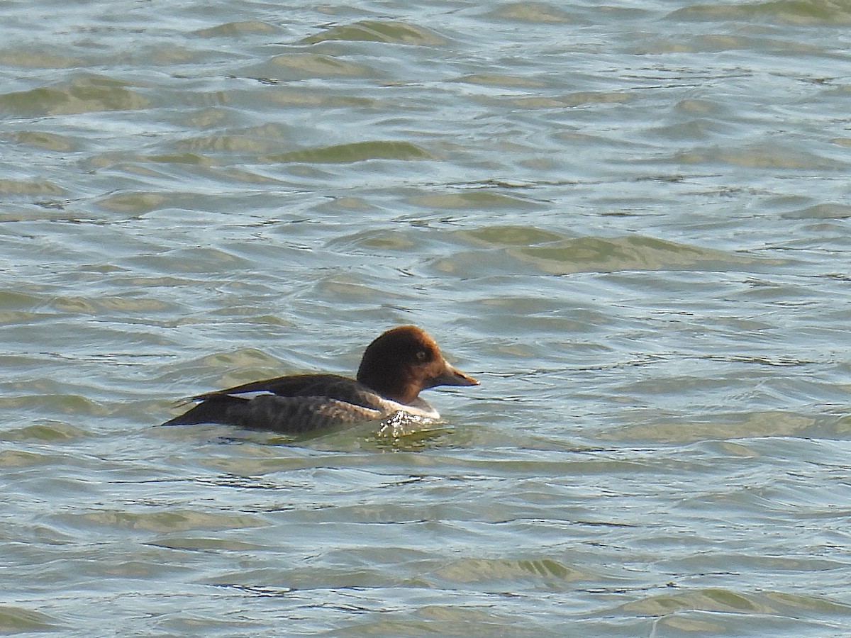 Schellente - ML645230512