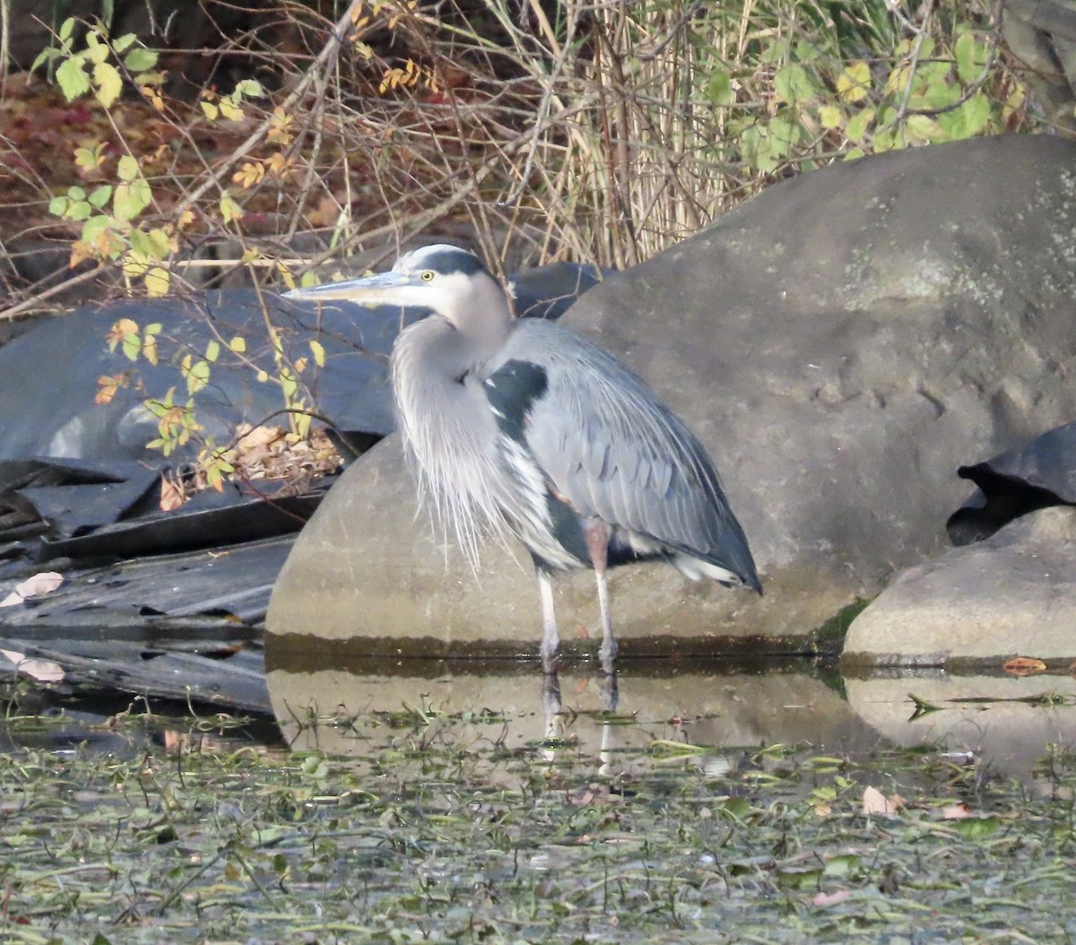 Great Blue Heron - ML645230519
