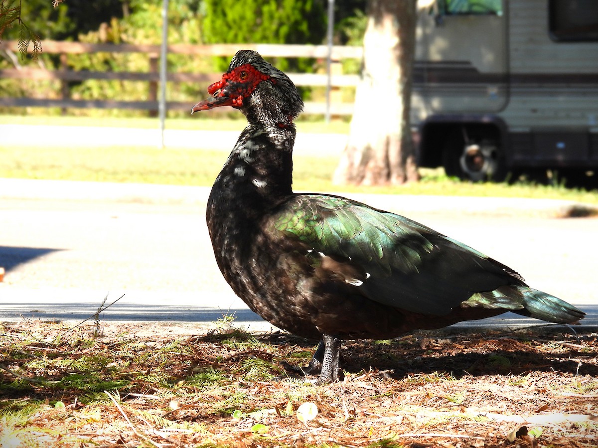 Pato Criollo (variedad doméstica) - ML645230522