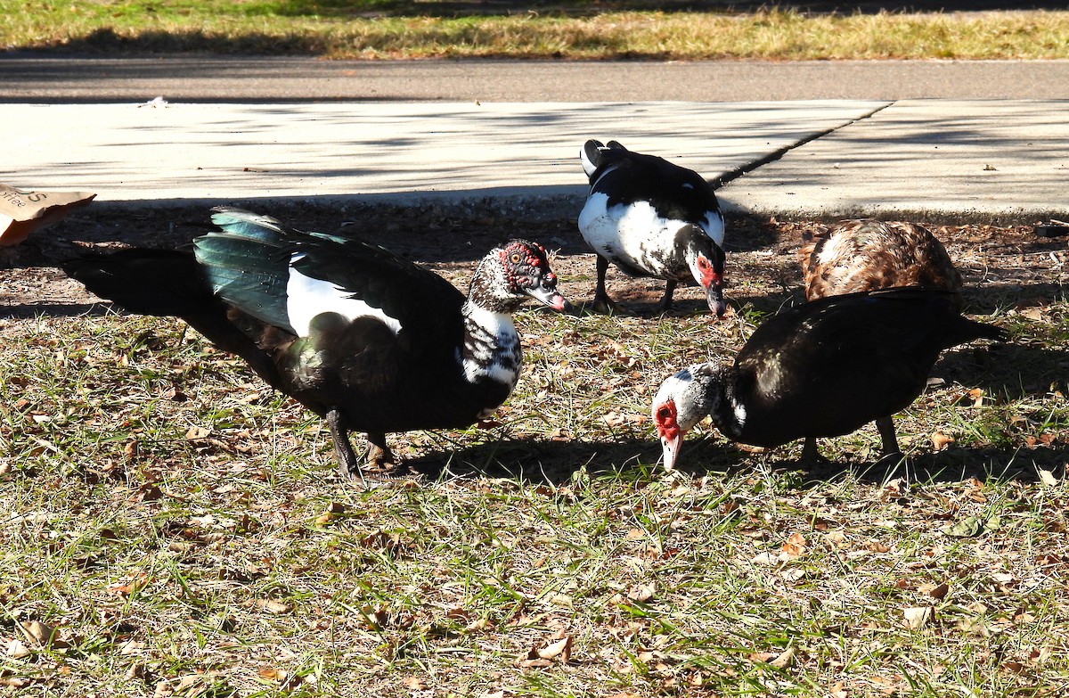 Pato Criollo (variedad doméstica) - ML645230523